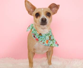 Chihuahua and Terrier Dogs Available for Adoption - Gemma | PetCurious