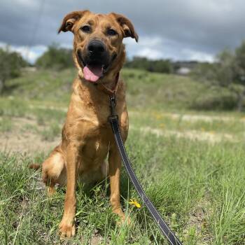 Dale -  Shepherd Dog for Adoption in Center Point, Texas - Dale | PetCurious