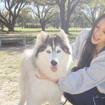 Lucy Liu -  Siberian Husky Dog for Adoption in Richmond, Texas - Lucy Liu | PetCurious