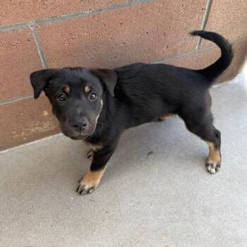 Gene -  Shepherd and Mixed Breed Dog for Adoption in Goleta, California - Gene | PetCurious