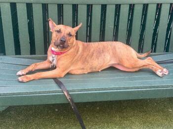 Lizzy -  Mixed Breed Dog Available for Adoption in New York, New York - Lizzy | PetCurious