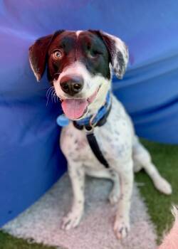 Rescue Australian Cattle Dog Blue Heeler Dogs for Adoption in Troy, Illinois - Gabriel | PetCurious
