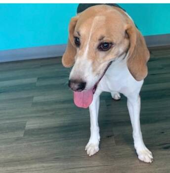 Rescue Coonhound Dogs for Adoption in Las Vegas, Nevada - Corny | PetCurious