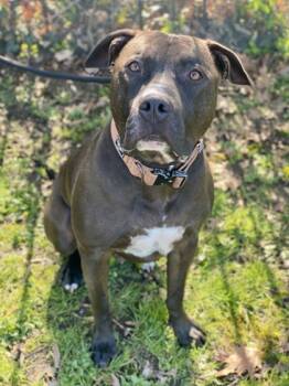 Rescue Mixed Breed Dogs for Adoption in West Chester, Pennsylvania - Monte | PetCurious