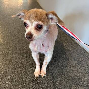 Fitbit -  Mixed Breed Dog for Adoption in Allentown, Pennsylvania - Fitbit | PetCurious