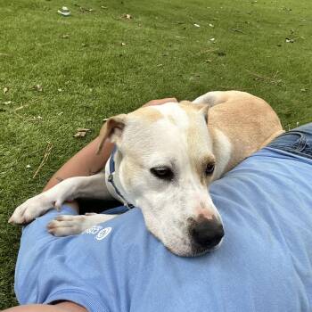 Pointer and Terrier Dogs Available for Adoption - Minnie | PetCurious