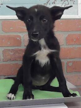 A2086758 -  German Shepherd Dog and Mixed Breed Dog for Adoption in Houston, Texas - A2086758 | PetCurious
