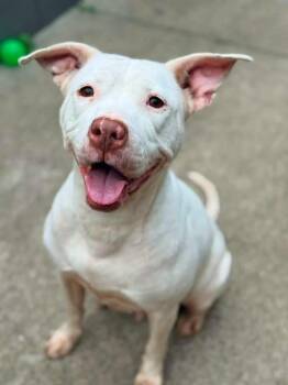 Kamila -  Pit Bull Terrier Dog for Adoption in Chicago, Illinois - Kamila | PetCurious