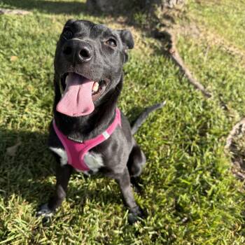 Lucy -  Mixed Breed Dog for Adoption in Pearland, Texas - Lucy | PetCurious