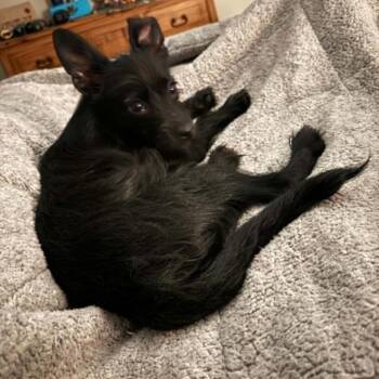 Sketch -  Terrier and Mixed Breed Dog for Adoption in Dover, Arkansas - Sketch | PetCurious