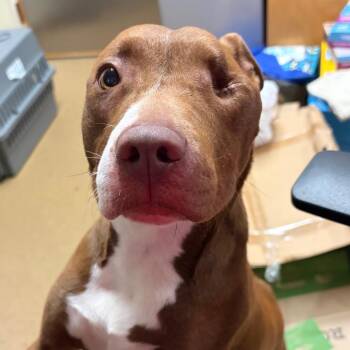 Izzy -  Mixed Breed Dog for Adoption in Chattanooga, Tennessee - Izzy | PetCurious