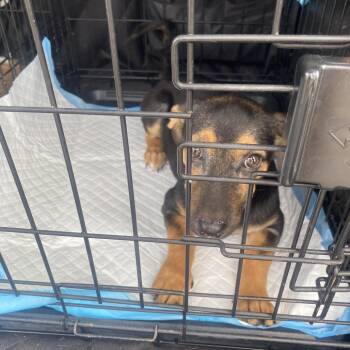 Jenny -  Dachshund and Terrier Dog for Adoption in Escondido, California - Jenny | PetCurious