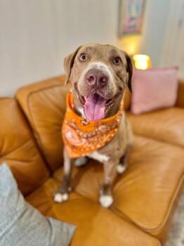 Chocolate Labrador Retriever and American Staffordshire Terrier Dogs Available for Adoption - Stanley Is The Man | PetCurious