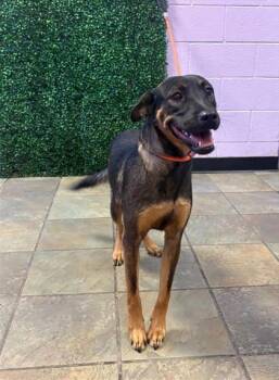 61528767 -  Labrador Retriever and German Shepherd Dog Dog for Adoption in El Paso, Texas - 61528767 | PetCurious