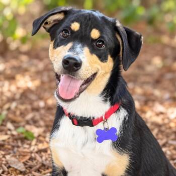 Ingrid -  Australian Shepherd and Labrador Retriever Dog for Adoption in Boerne, Texas - Ingrid | PetCurious