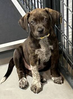 Rescue Boxer Dogs for Adoption in Lampasas, Texas - Oak | PetCurious