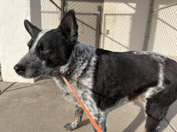 Australian Cattle Dog Blue Heeler Dogs Available for Adoption - Chloe  | PetCurious