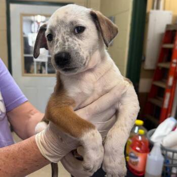 Rough Collie and Mixed Breed Dogs Available for Adoption in New York, New York - Cupcake | PetCurious