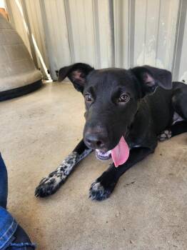 Jet -  Border Collie and Mixed Breed Dog for Adoption in Brownwood, Texas - Jet | PetCurious