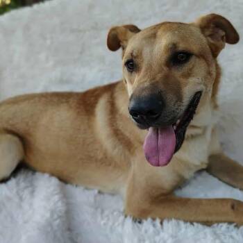 Rescue Yellow Labrador Retriever Dogs for Adoption - Hank | PetCurious