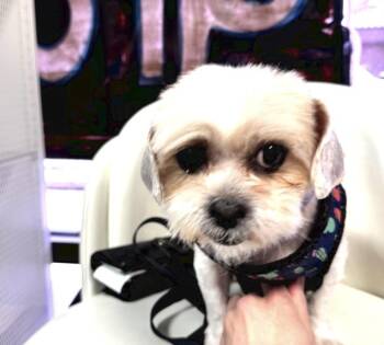 Shih Tzu Dogs Available for Adoption in Las Vegas, Nevada - Mitzi | PetCurious