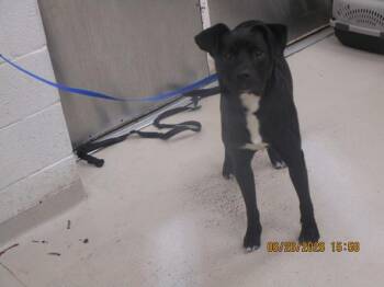 (879) -  Labrador Retriever Dog for Adoption in Marietta, Georgia - (879) | PetCurious