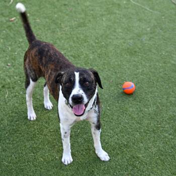 Tennessee Treeing Brindle and American Staffordshire Terrier Dogs Available for Adoption in Houston, Texas - Odem | PetCurious