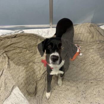 Australian Shepherd and Mixed Breed Dogs Available for Adoption in Uniontown, Pennsylvania - Ivy | PetCurious