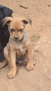 Rescue Australian Kelpie and Labrador Retriever Dogs for Adoption in Lake Elsinore, California - Khalifa | PetCurious