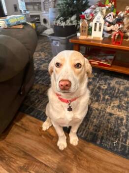Retriever Dogs Available for Adoption - Aspen | PetCurious
