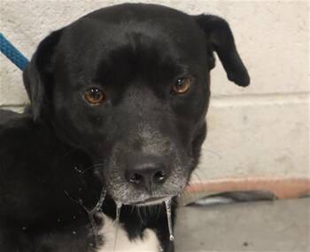 Mixed Breed Dogs Available for Adoption in Columbia, South Carolina - MJ | PetCurious