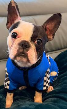 French Bulldog Dogs Available for Adoption - Petunia | PetCurious