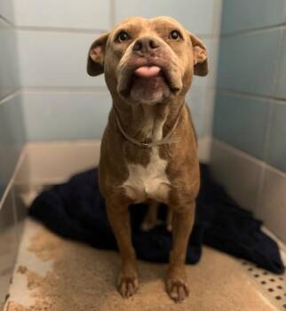 Staffordshire Bull Terrier and Mixed Breed Dogs Available for Adoption in Houston, Texas - FLOWER | PetCurious
