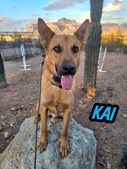 German Shepherd Dog Dogs Available for Adoption in Mesa, Arizona - Kai | PetCurious