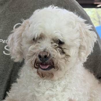 Wueves-5374 -  Poodle Dog for Adoption in Tyler, Texas - Wueves-5374 | PetCurious