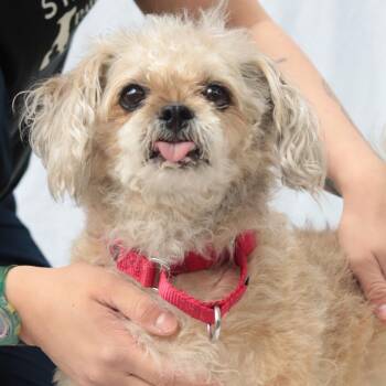 Mixed Breed Dogs Available for Adoption in Philadelphia, Pennsylvania - Jason Kelce | PetCurious