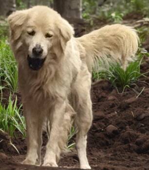 Frank Kershaw -  Golden Retriever and Labrador Retriever Dog for Adoption in Sumter, South Carolina - Frank Kershaw | PetCurious