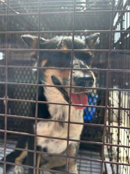 Skunk -  Cattle Dog Dog for Adoption in Lockhart, Texas - Skunk | PetCurious
