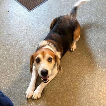 Scout -  Beagle and Mixed Breed Dog for Adoption in Metamora, Michigan - Scout | PetCurious
