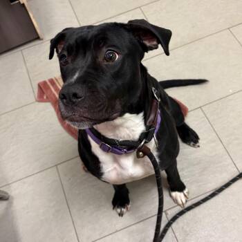 Pit Bull Terrier and Mixed Breed Dogs Available for Adoption - Belly | PetCurious