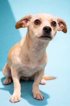 Mixed Breed Dogs Available for Adoption in Jacksonville, Florida - GREEK YOGURT | PetCurious