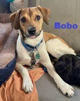 Bobo -  Jack Russell Terrier Dog for Adoption in Penns Grove, New Jersey - Bobo | PetCurious