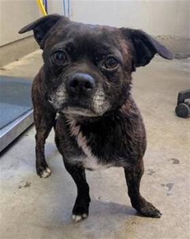 PEPPER -  French Bulldog Dog for Adoption in Camarillo, California - PEPPER | PetCurious
