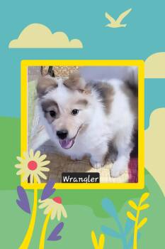 Australian Cattle Dog Blue Heeler and Border Collie Dogs Available for Adoption - Wrangler  | PetCurious