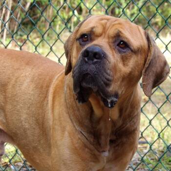 Courage -  Mastiff Dog for Adoption in Newark, New Jersey - Courage | PetCurious