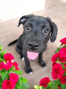 Cooper -  Mixed Breed Dog Available for Adoption in Orlando, Florida - Cooper | PetCurious