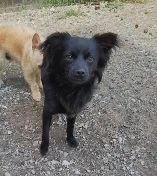Fudge -  Papillon and Chihuahua Dog for Adoption in Oroville, Washington - Fudge | PetCurious