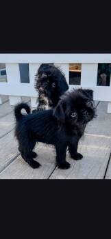 Shih Tzu and Pug Dogs Available for Adoption in Hawthorne, California - Bugsy | PetCurious