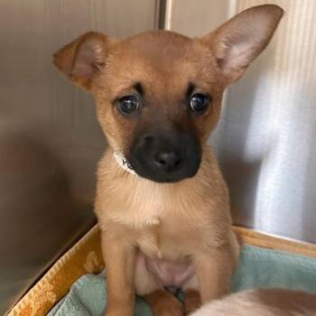 Chihuahua and Mixed Breed Dogs Available for Adoption in Woodinville, Washington - Makita | PetCurious