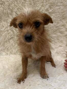 Rescue Chihuahua and Border Terrier Dogs for Adoption - Twinkle *Arriving 12/6* | PetCurious